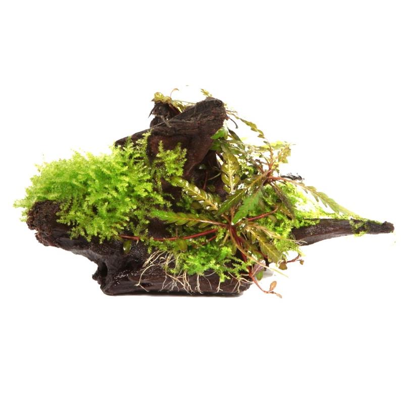 Hygrophila pinnatifida &amp; moss pe lemn - imagine 3